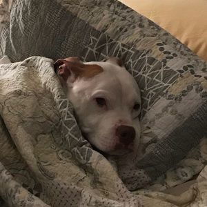 Meet your Posher, William